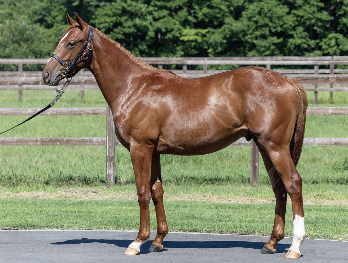 ポートナイトサイトの2024