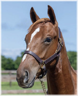 ポートナイトサイトの2024