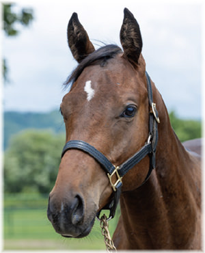 プリンセスヨウクの2024