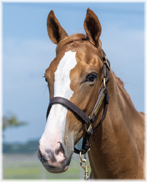 セリノーフォスの2024