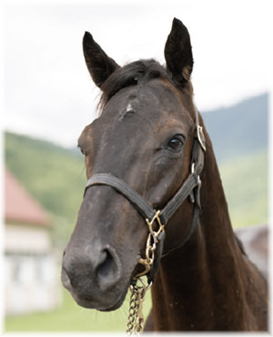 ラボエームの2024