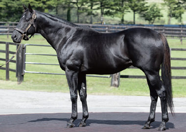 ドリームバレンチノ