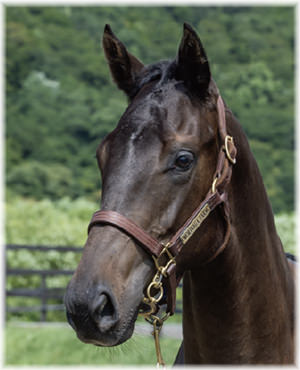 ナイスプリンセスの2024