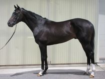 ����å��ǳ��������ɽ�����ޤ�