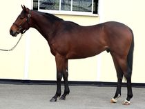 ����å��ǳ��������ɽ�����ޤ�