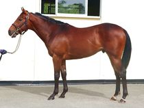 ����å��ǳ��������ɽ�����ޤ�