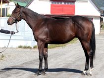 ����å��ǳ��������ɽ�����ޤ�