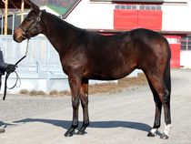 ����å��ǳ��������ɽ�����ޤ�