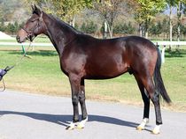 ����å��ǳ��������ɽ�����ޤ�