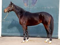 ����å��ǳ��������ɽ�����ޤ�