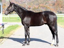 ����å��ǳ��������ɽ�����ޤ�