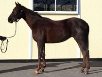 ����å��ǳ��������ɽ�����ޤ�