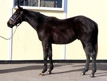 ����å��ǳ��������ɽ�����ޤ�