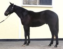 ����å��ǳ��������ɽ�����ޤ�