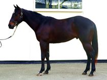 ����å��ǳ��������ɽ�����ޤ�