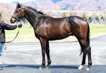 ����å��ǳ��������ɽ�����ޤ�