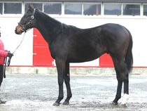 ����å��ǳ��������ɽ�����ޤ�