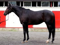 ����å��ǳ��������ɽ�����ޤ�