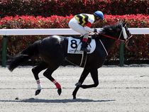 ����å��ǳ��������ɽ�����ޤ�