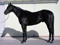 ����å��ǳ��������ɽ�����ޤ�