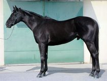 ����å��ǳ��������ɽ�����ޤ�