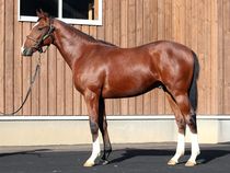 ����å��ǳ��������ɽ�����ޤ�