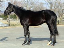 ����å��ǳ��������ɽ�����ޤ�