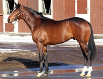 ����å��ǳ��������ɽ�����ޤ�