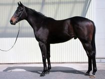 ����å��ǳ��������ɽ�����ޤ�