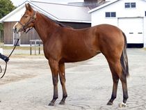 ����å��ǳ��������ɽ�����ޤ�