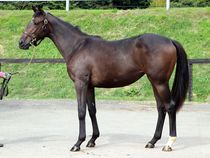 ����å��ǳ��������ɽ�����ޤ�