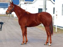 ����å��ǳ��������ɽ�����ޤ�