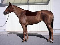 ����å��ǳ��������ɽ�����ޤ�