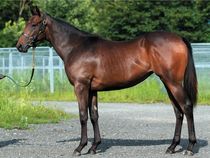 ����å��ǳ��������ɽ�����ޤ�