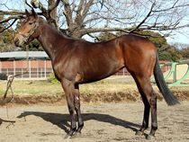 ����å��ǳ��������ɽ�����ޤ�