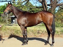 ����å��ǳ��������ɽ�����ޤ�