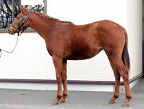 ����å��ǳ��������ɽ�����ޤ�