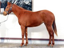 ����å��ǳ��������ɽ�����ޤ�