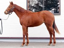 ����å��ǳ��������ɽ�����ޤ�