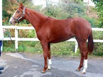 ����å��ǳ��������ɽ�����ޤ�