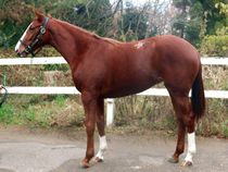 ����å��ǳ��������ɽ�����ޤ�