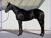 ����å��ǳ��������ɽ�����ޤ�