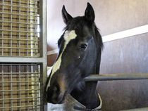 ����å��ǳ��������ɽ�����ޤ�