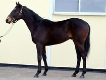 ����å��ǳ��������ɽ�����ޤ�