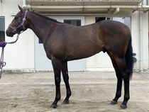 ����å��ǳ��������ɽ�����ޤ�