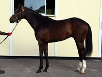 ����å��ǳ��������ɽ�����ޤ�