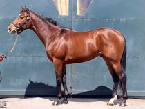 ����å��ǳ��������ɽ�����ޤ�