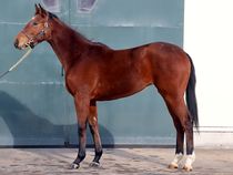 ����å��ǳ��������ɽ�����ޤ�