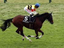 ����å��ǳ��������ɽ�����ޤ�