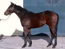 ����å��ǳ��������ɽ�����ޤ�